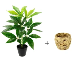 I.GE.A Kunstpflanze Schefflera im Wasserhyazinthentopf, ca. H48 cm