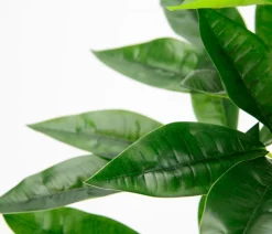 I.GE.A Kunstpflanze Schefflera im Wasserhyazinthentopf, ca. H48 cm