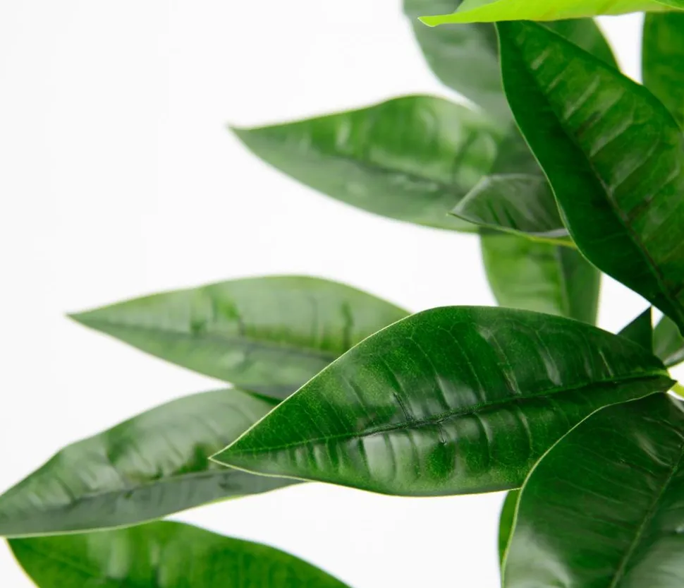I.GE.A Kunstpflanze Schefflera im Wasserhyazinthentopf, ca. H48 cm