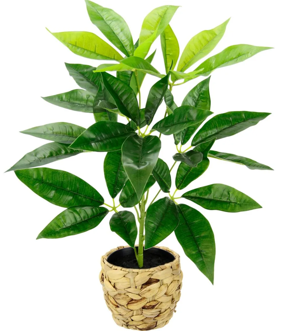 I.GE.A Kunstpflanze Schefflera im Wasserhyazinthentopf, ca. H48 cm