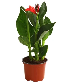 Indisches Blumenrohr, verschiedene Sorten