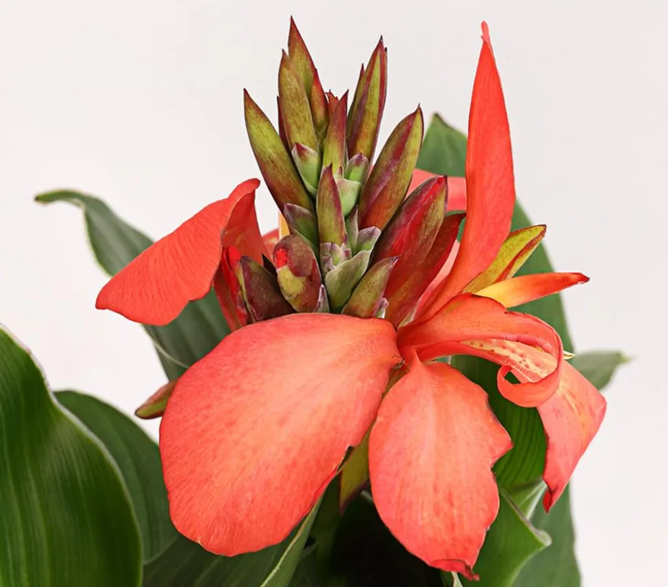 Indisches Blumenrohr, verschiedene Sorten