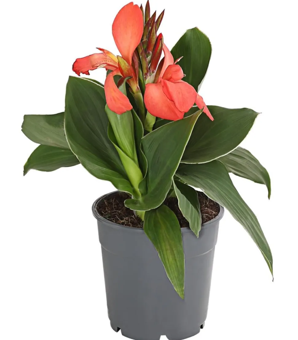 Indisches Blumenrohr, verschiedene Sorten