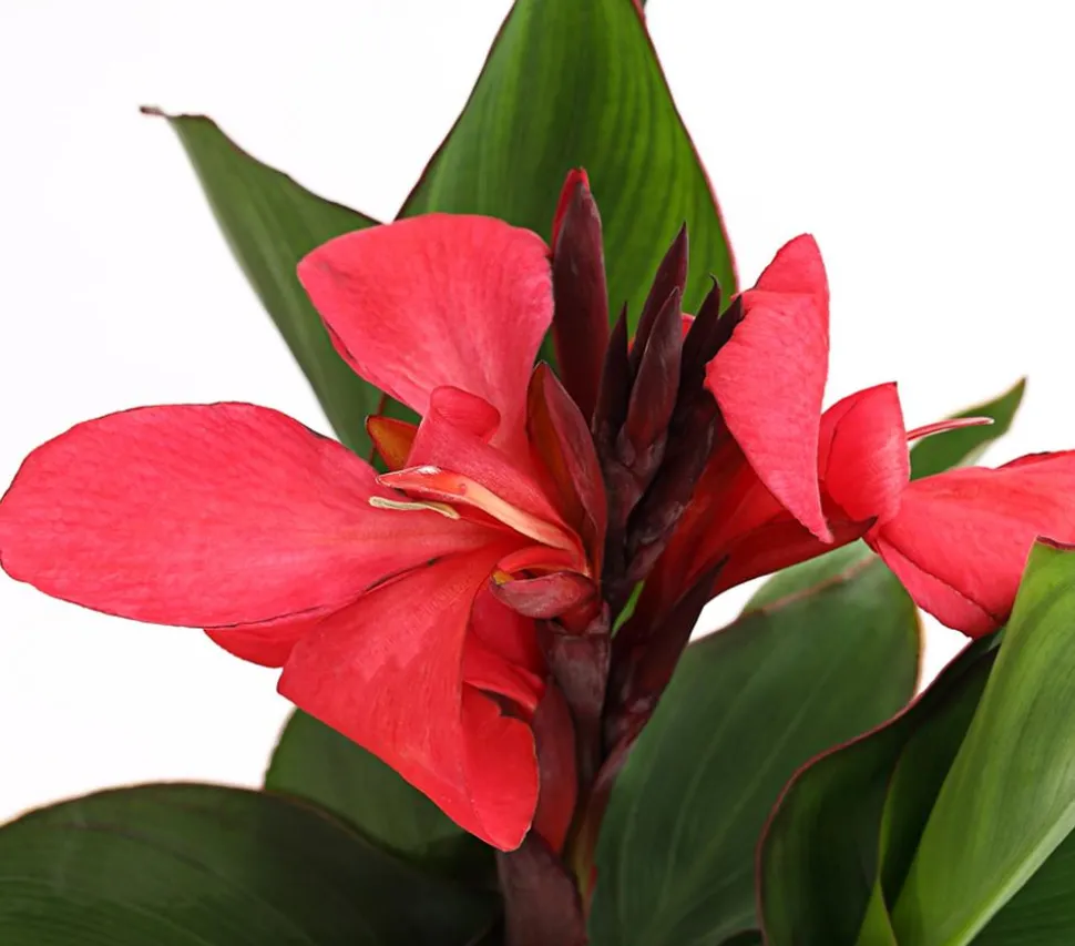 Indisches Blumenrohr, verschiedene Sorten
