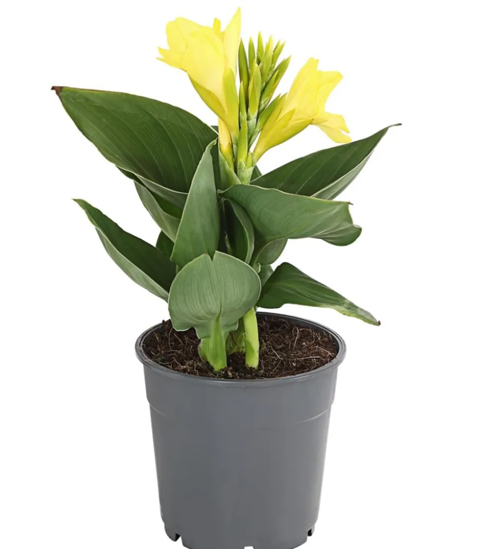 Indisches Blumenrohr, verschiedene Sorten