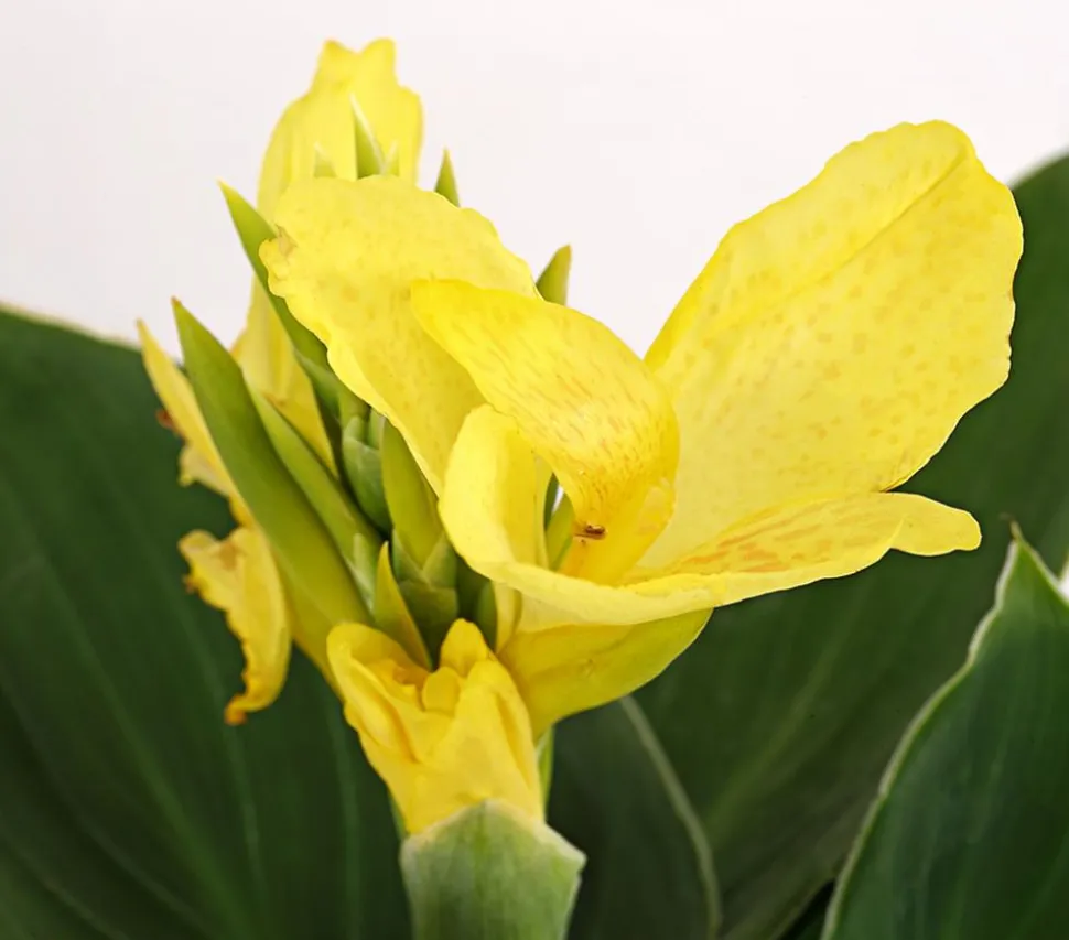 Indisches Blumenrohr, verschiedene Sorten