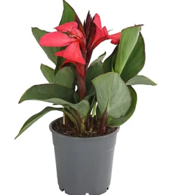 Indisches Blumenrohr, verschiedene Sorten