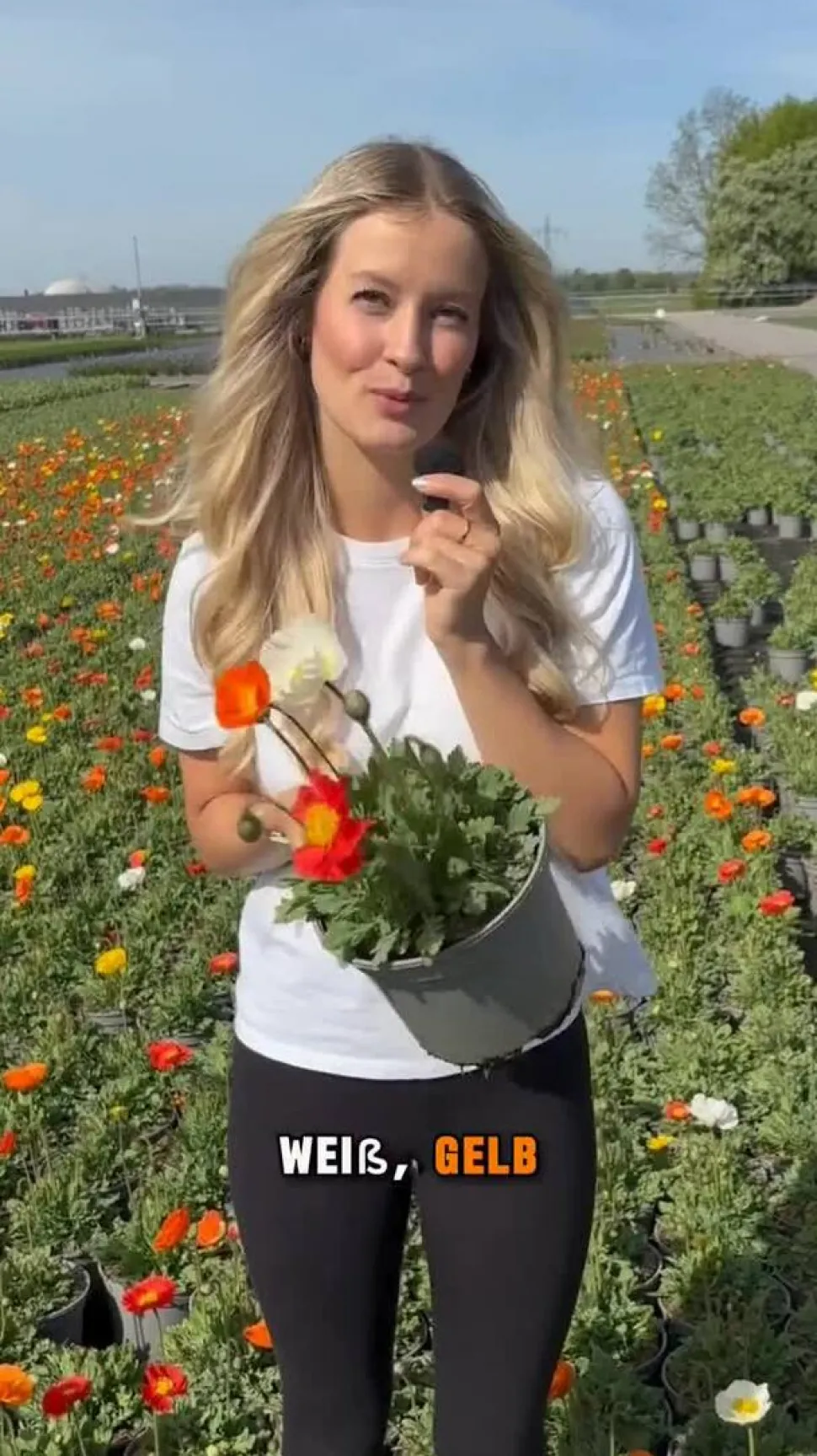 Island-Mohn