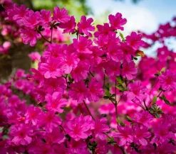 Japanische Azalee 'Anouk'