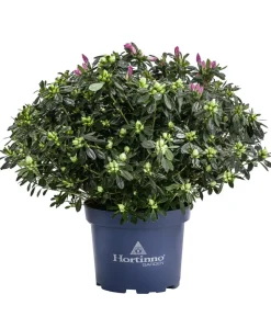 Japanische Azalee 'Deluxe', Bicolor