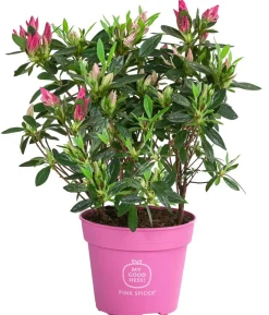 Japanische Azalee 'Pink Spider®'