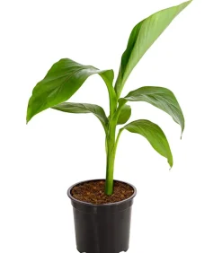 Japanische Faserbanane - Musa basjoo