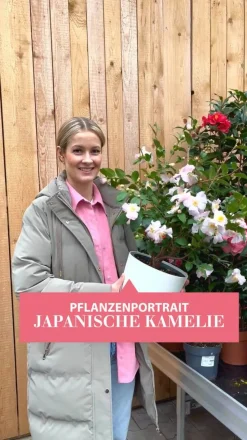 Japanische Kamelie, verschiedene Sorten