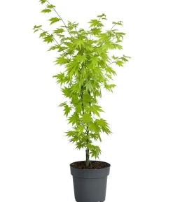 Japanischer Goldahorn 'Jordan'