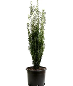Japanischer Säulen-Berg-Ilex 'Fastigiata'