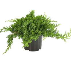 Japanischer Kriech-Wacholder 'Nana'