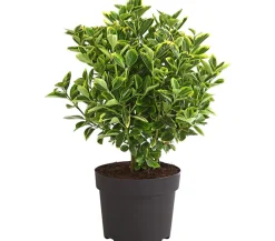 Japanischer Spindelstrauch 'Aureomarginatus'