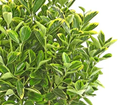 Japanischer Spindelstrauch 'Aureomarginatus'