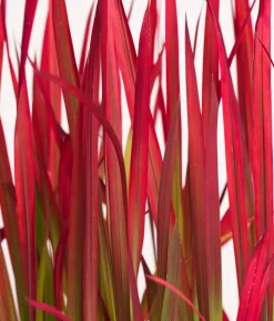 Japanisches Blutgras 'Red Baron'