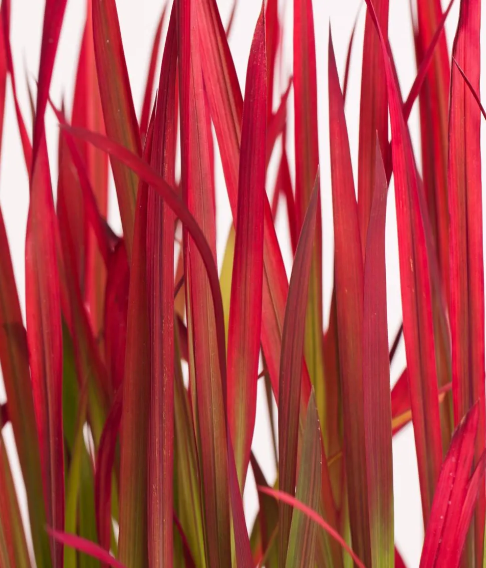 Japanisches Blutgras 'Red Baron'