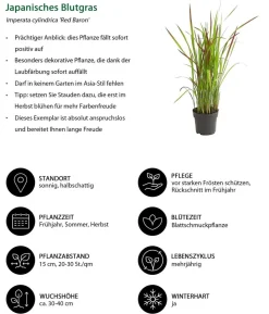 Japanisches Blutgras 'Red Baron'