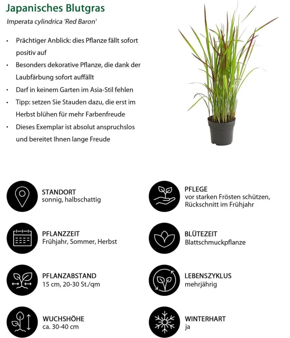 Japanisches Blutgras 'Red Baron'