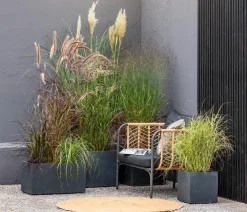 Japanisches Blutgras 'Red Baron'