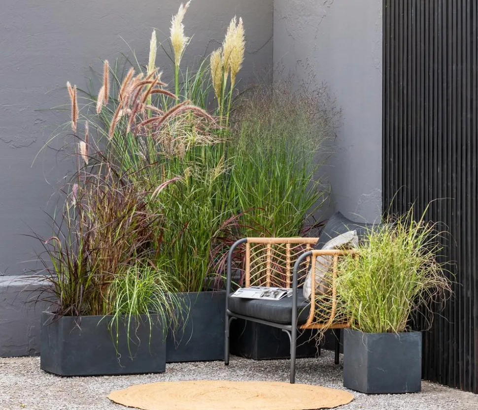 Japanisches Blutgras 'Red Baron'