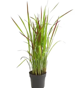 Japanisches Blutgras 'Red Baron'