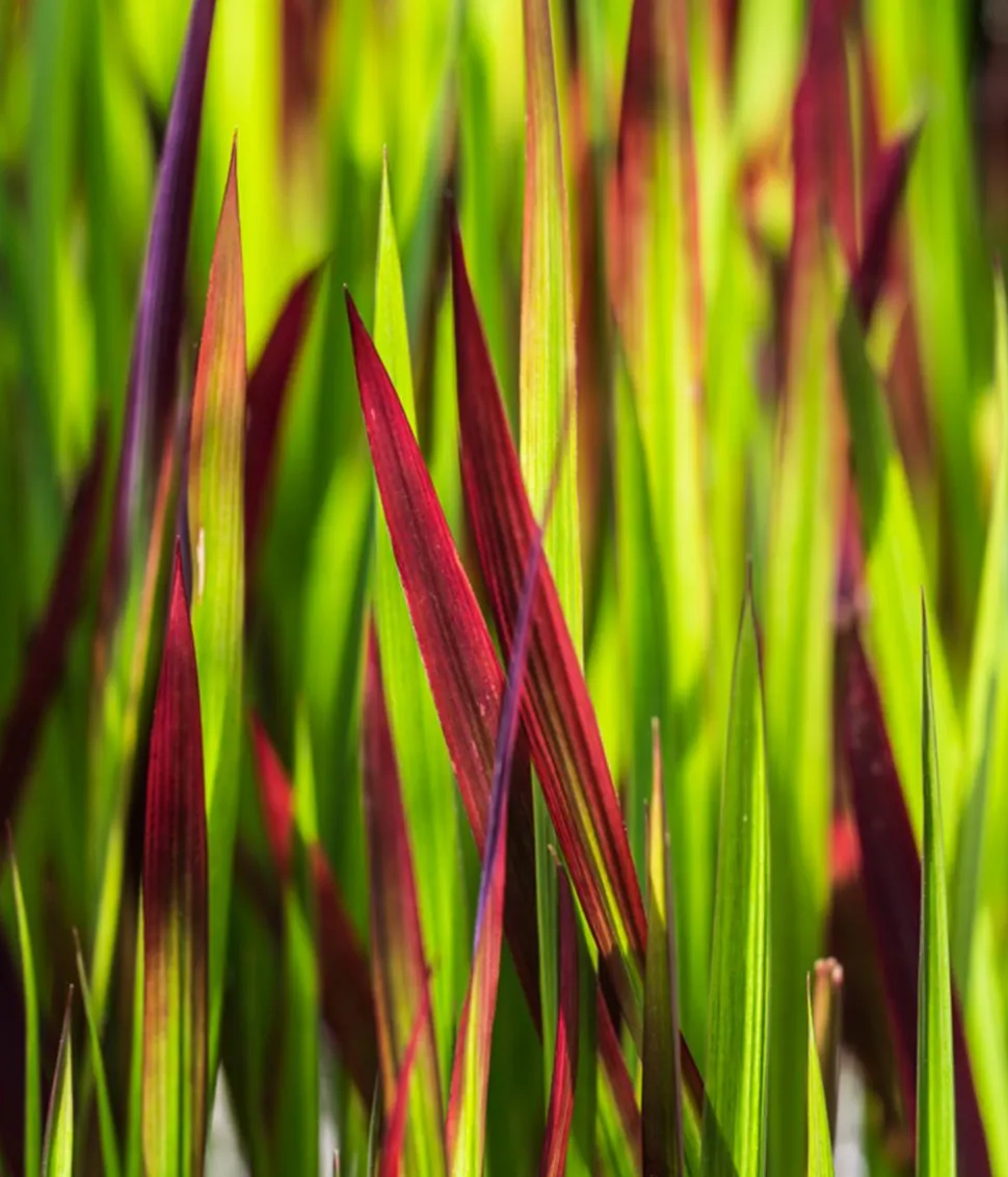Japanisches Blutgras 'Red Baron'