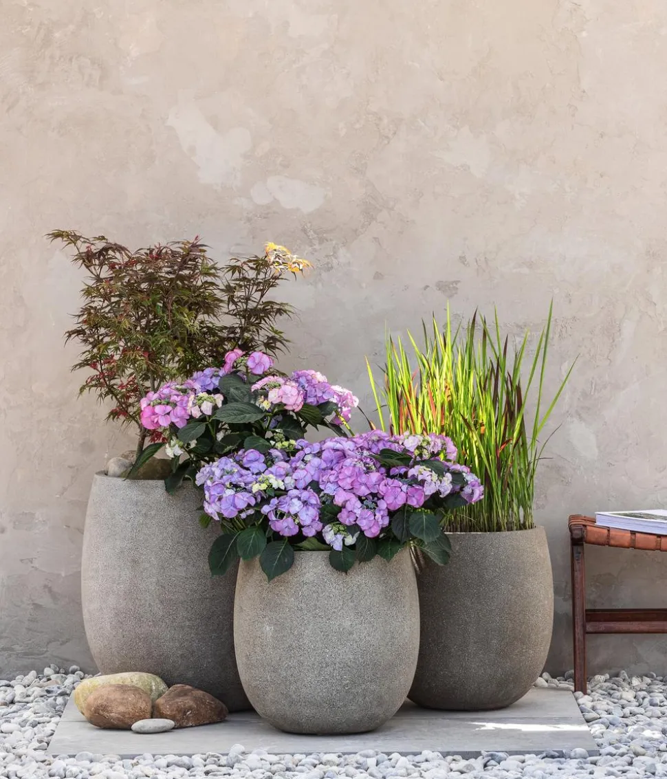 Japanisches Blutgras 'Red Baron'