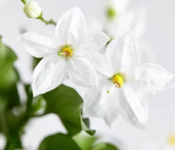 Jasminblütiger Nachtschatten