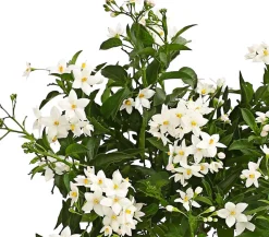 Jasminblütiger Nachtschatten