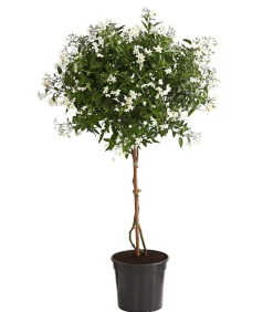 Jasminblütiger Nachtschatten, Stämmchen