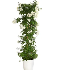Jasminblütiger Nachtschatten, Säule