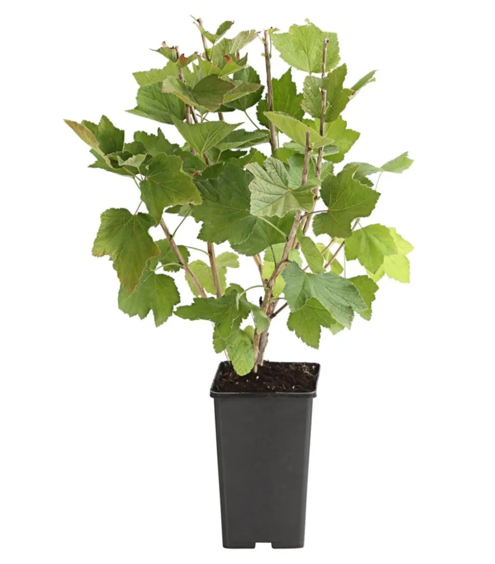 Johannisbeere 'Rovada'