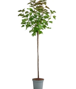 Johannisbeere 'Rovada'