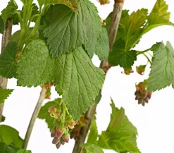 Johannisbeere 'Schwarze Perle'