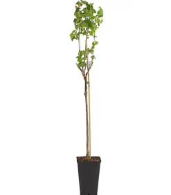 Johannisbeere 'Schwarze Perle'