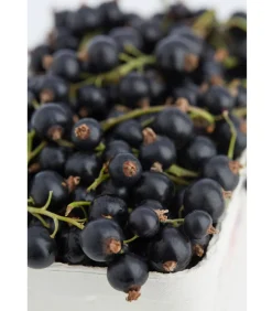 Johannisbeere 'Titania'