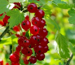 Johannisbeere 'Jonkheer van Tets'