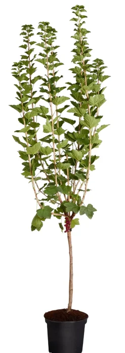 Johannisbeere 'Jonkheer van Tets'