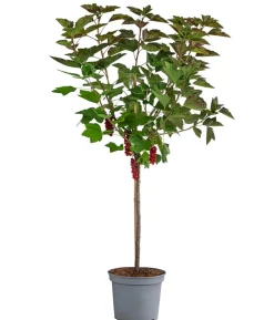 Johannisbeere 'Rovada'