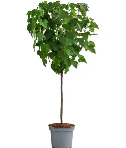 Johannisbeere 'Schwarze Perle'