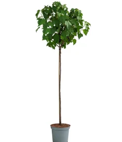 Johannisbeere 'Schwarze Perle'