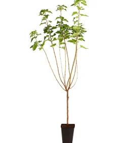 Johannisbeere 'Titania'