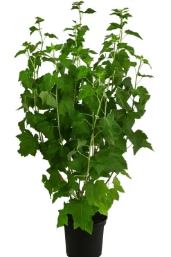Johannisbeere 'Titania'