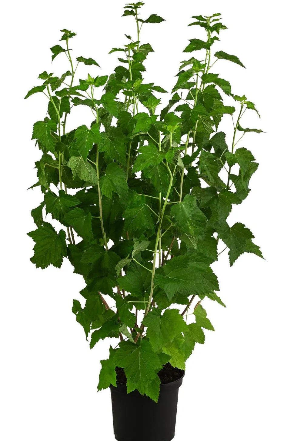 Johannisbeere 'Titania'