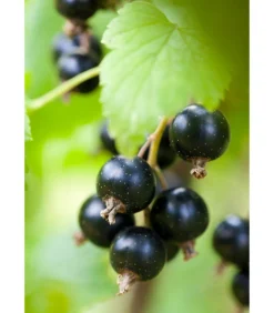 Johannisbeere 'Titania'