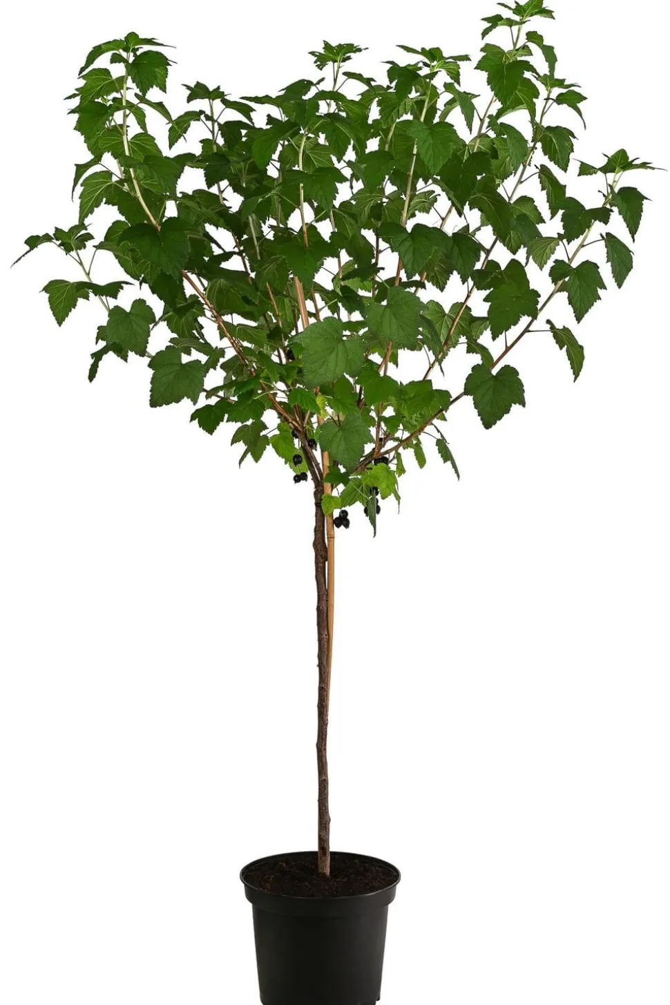 Johannisbeere 'Titania'